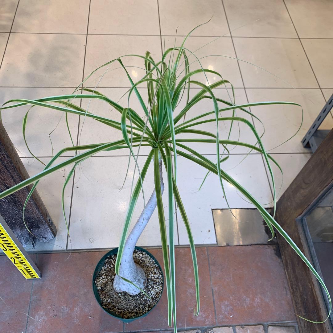 希少 斑入 トックリラン ノリナ ポニーテール 1