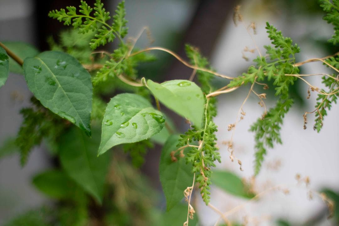 【美品】Canon New FD 50mm f/1.4 オールドレンズ