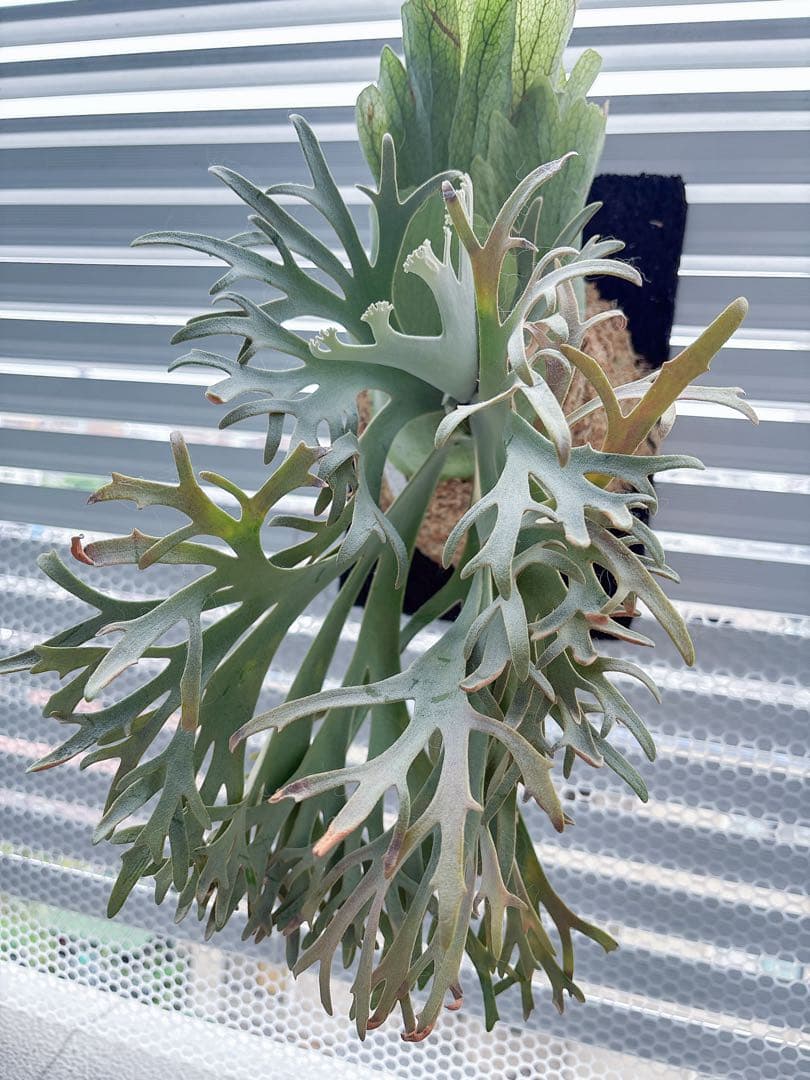 willinckii OMG spore ドワーフ　dwarf ビカクシダ