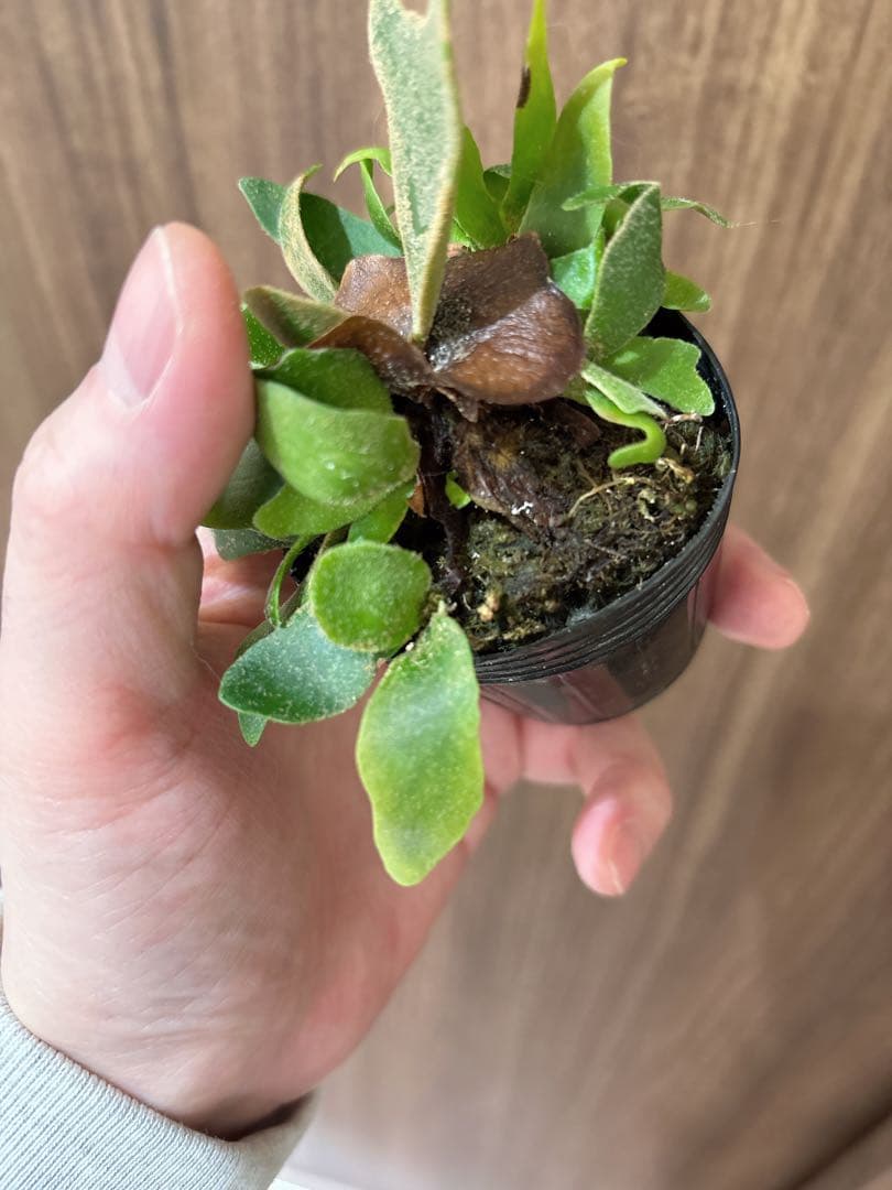 willinckii OMG spore ドワーフ　dwarf ビカクシダ