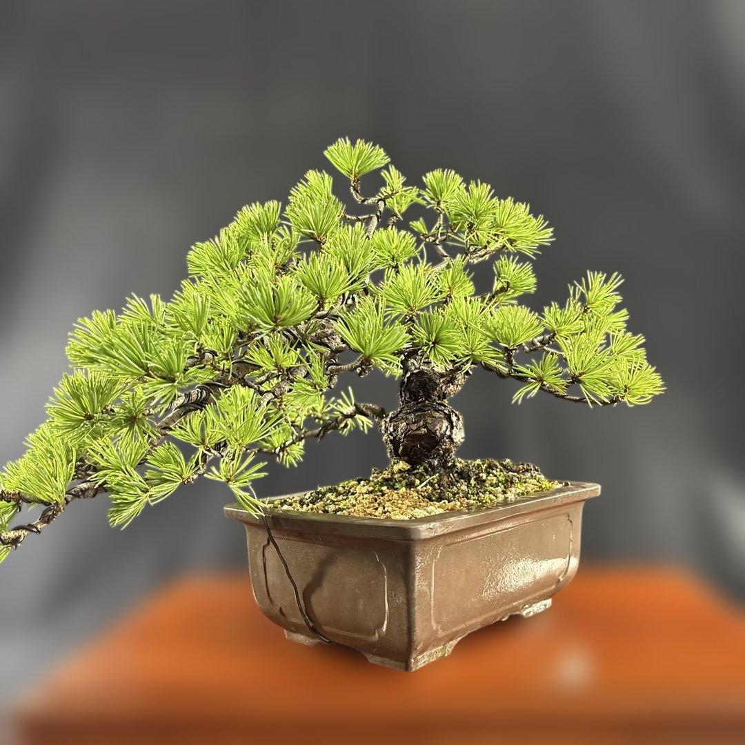 貴風盆栽、赤石五葉松、懸崖作り、幹元太 目立った汚れ傷無し　medabon