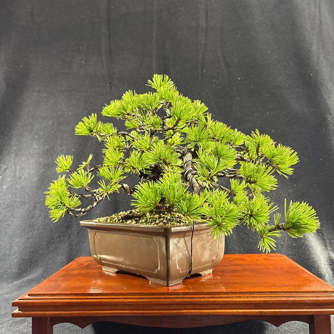 貴風盆栽、赤石五葉松、懸崖作り、幹元太 目立った汚れ傷無し　medabon