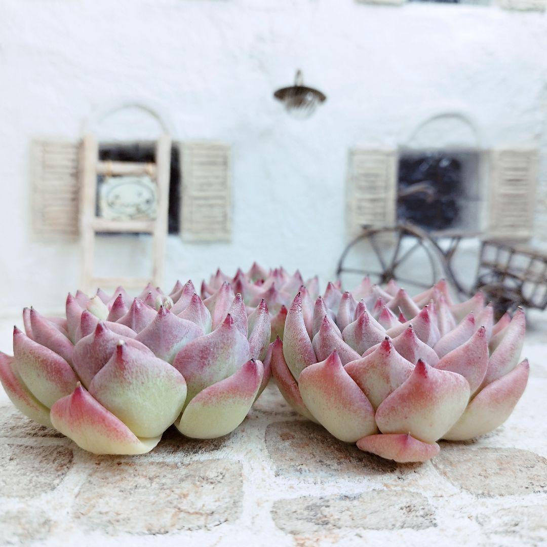 ウェディングリング◎多肉植物 カット苗 輸入苗 エケベリア等