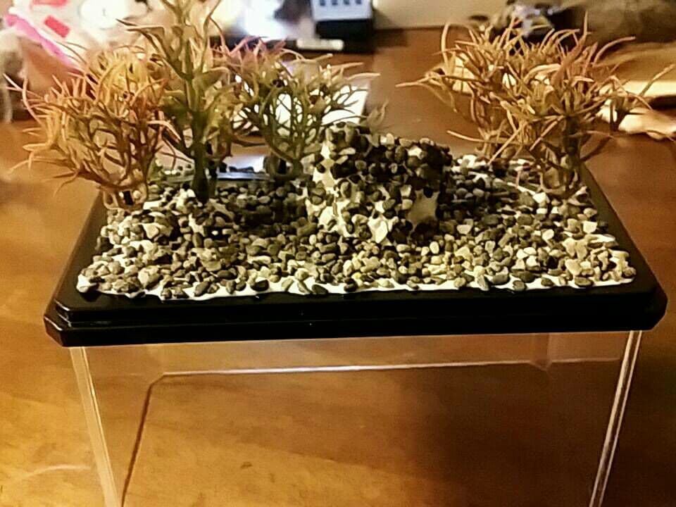 魚の剥製