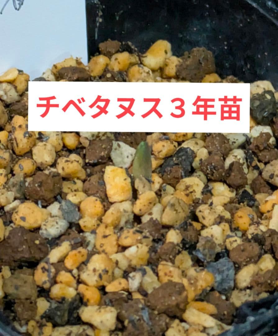 B ヘレボルス　クリスマスローズ　チベタヌス　３年苗