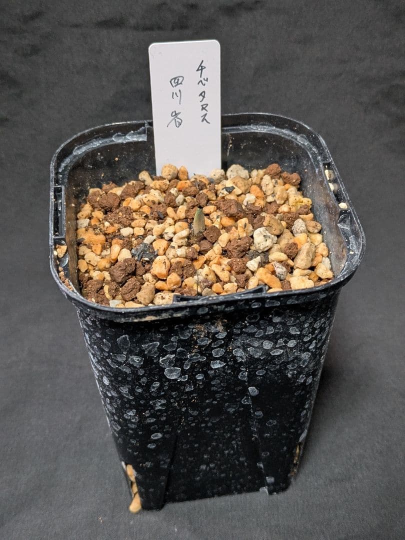 B ヘレボルス　クリスマスローズ　チベタヌス　３年苗