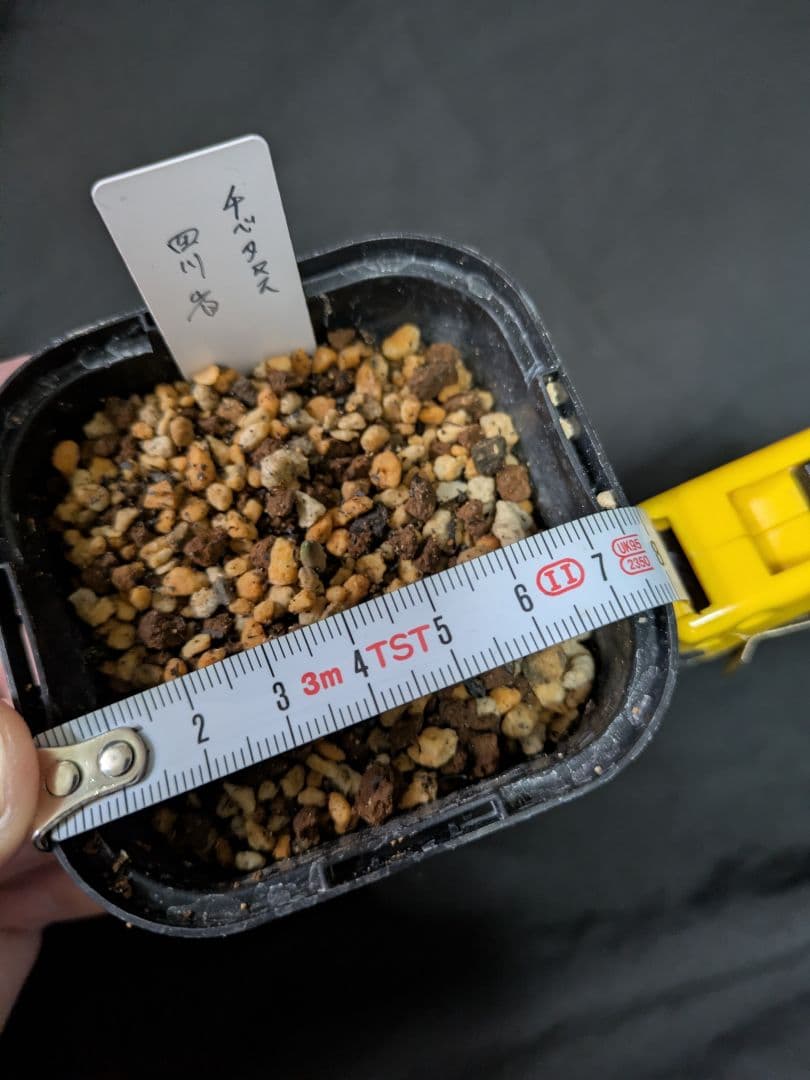 B ヘレボルス　クリスマスローズ　チベタヌス　３年苗