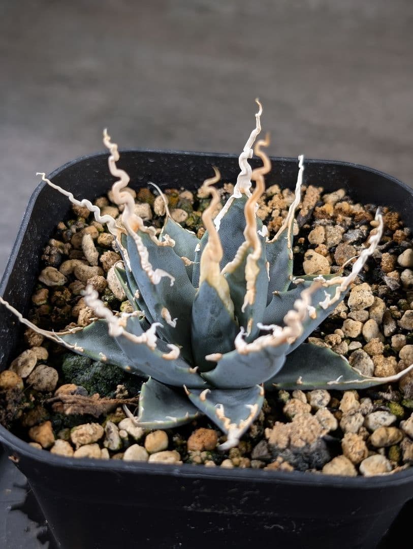 アガベ　ユタエンシス　エボリスピナ　実生　コレクション株　陽炎　d8