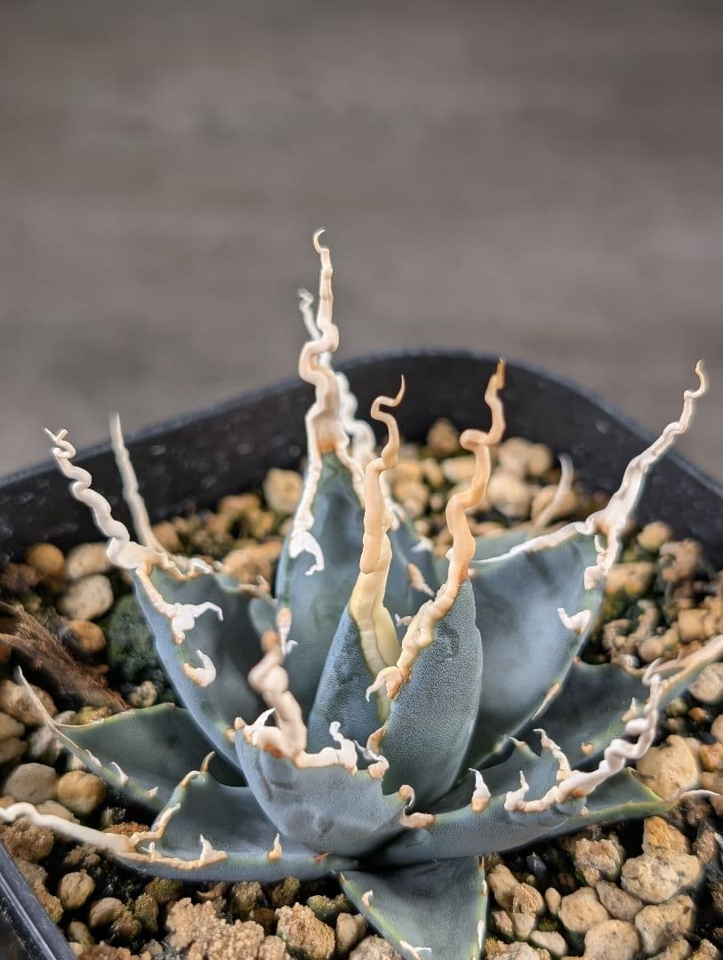 アガベ　ユタエンシス　エボリスピナ　実生　コレクション株　陽炎　d8