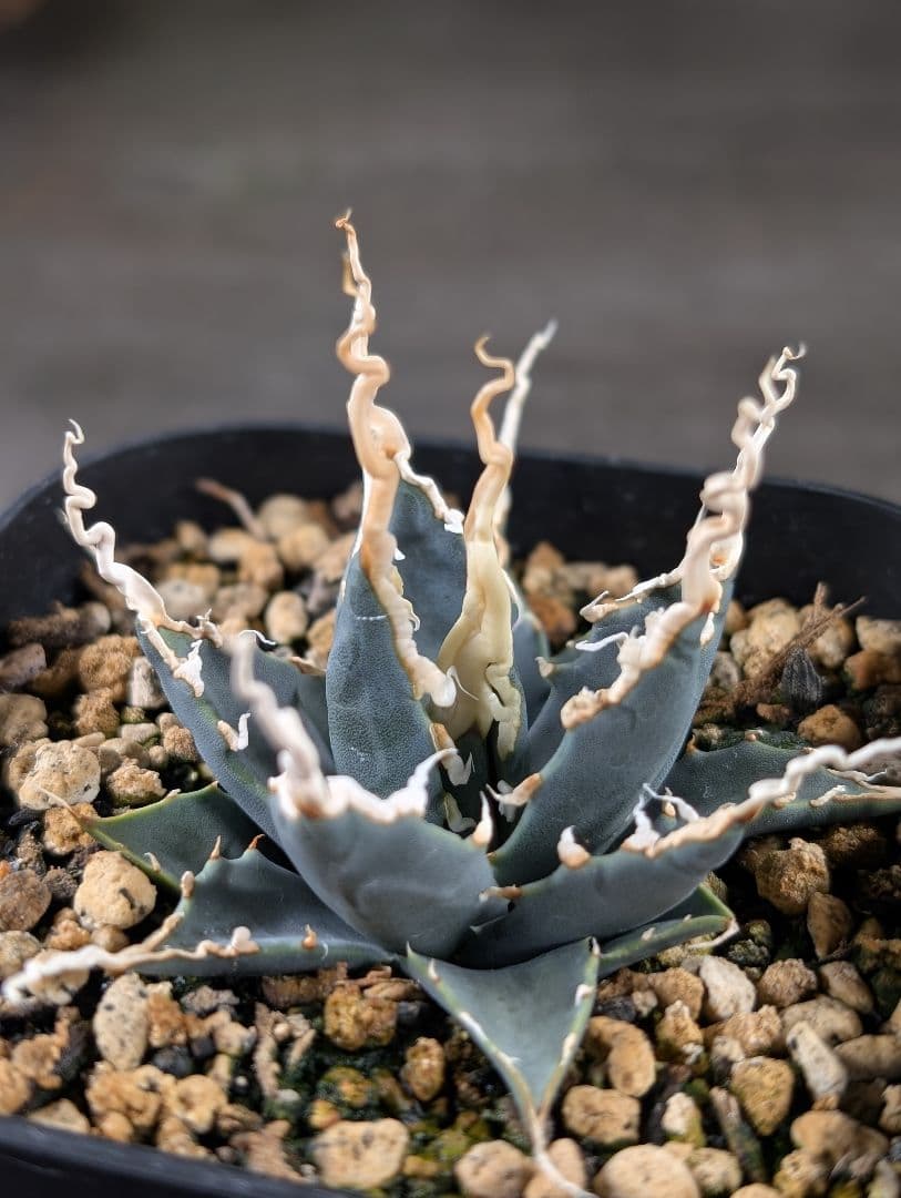 アガベ　ユタエンシス　エボリスピナ　実生　コレクション株　陽炎　d8