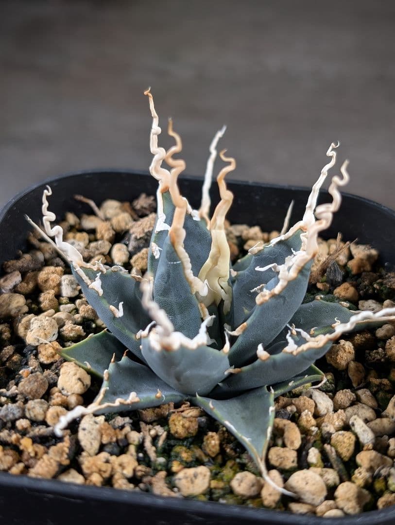 アガベ　ユタエンシス　エボリスピナ　実生　コレクション株　陽炎　d8