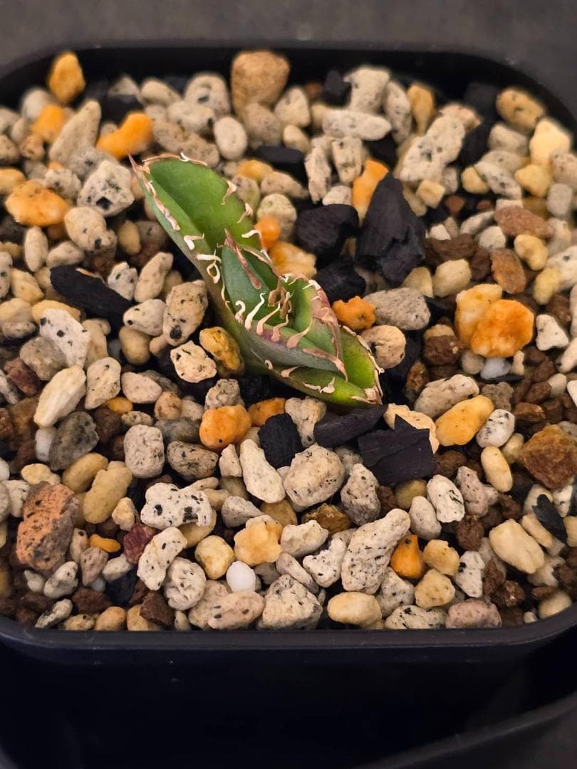 Agave IVORY W.A4 　子株　発根済　訳アリ格安注意事項　ラスト