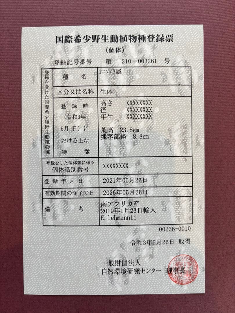 と*か様 エンセファラルトス　トリスピノーサス　直径12センチ　大株