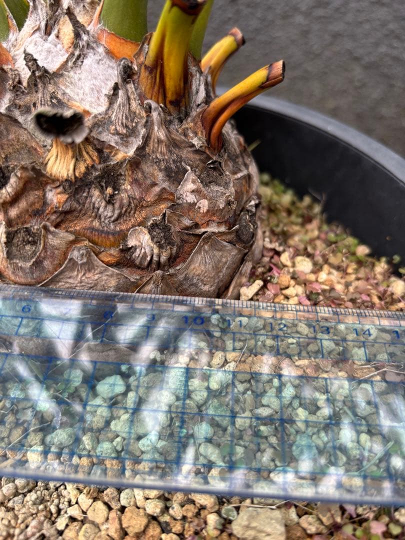 と*か様 エンセファラルトス　トリスピノーサス　直径12センチ　大株