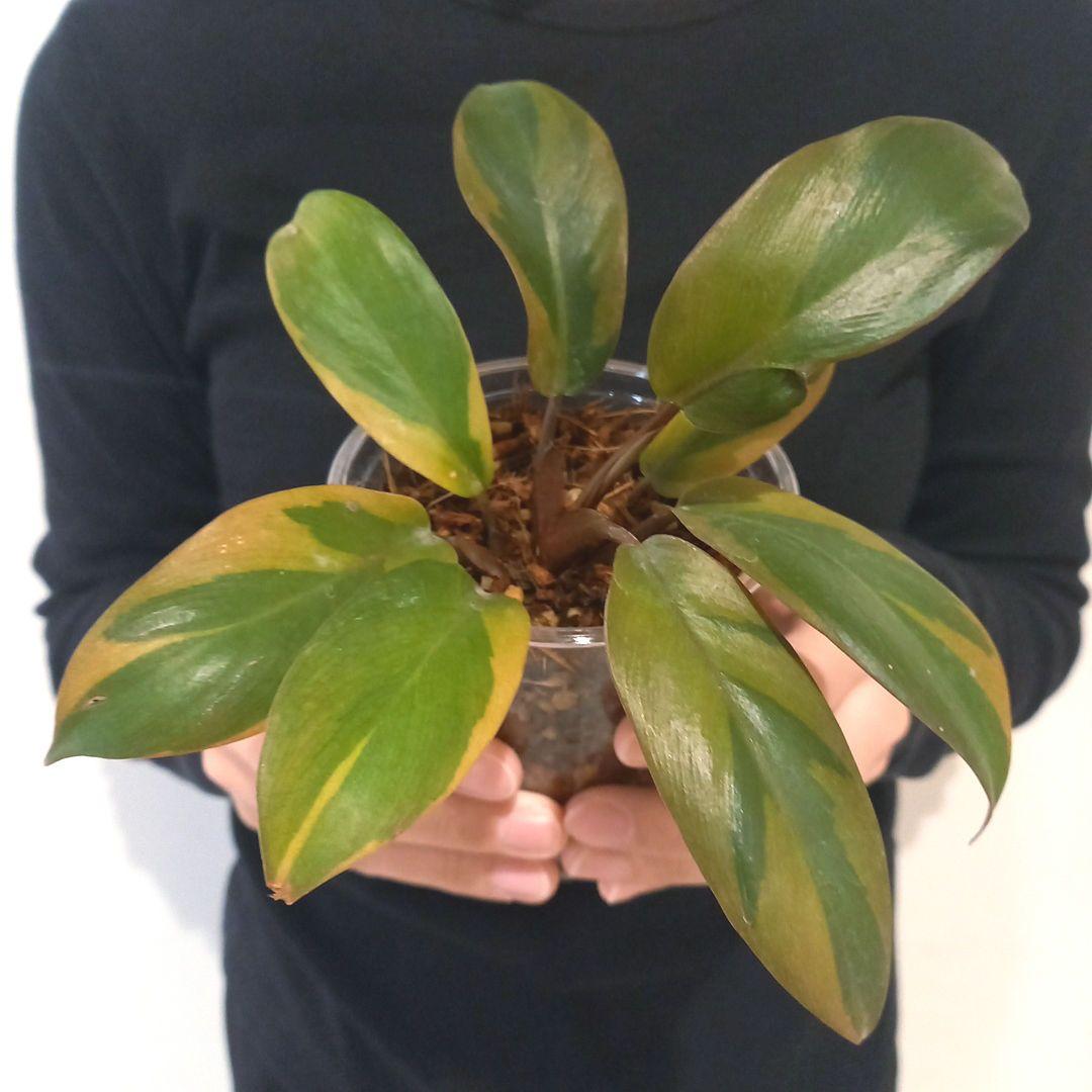 フィロデンドロン　ブラックカーディナル斑入