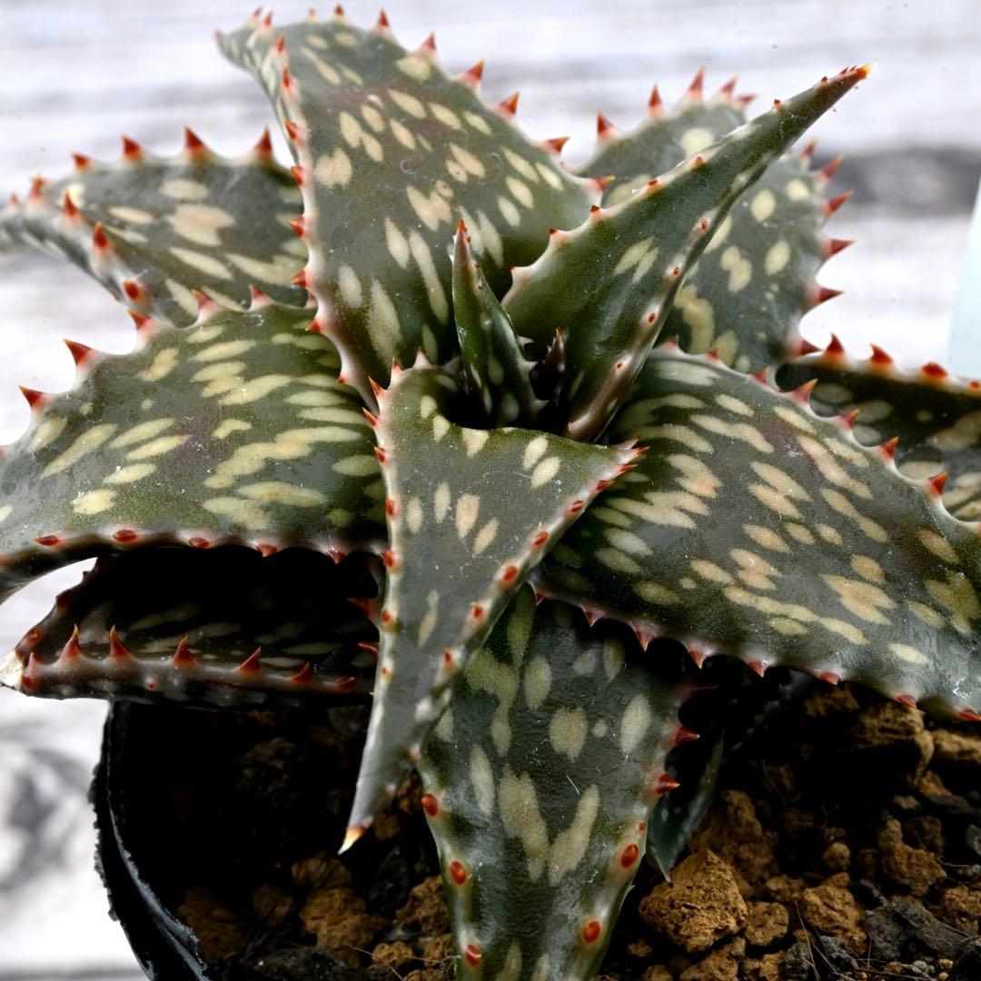 アロエ 美苗 ブラックペッパー Black pepper 多肉植物 レア