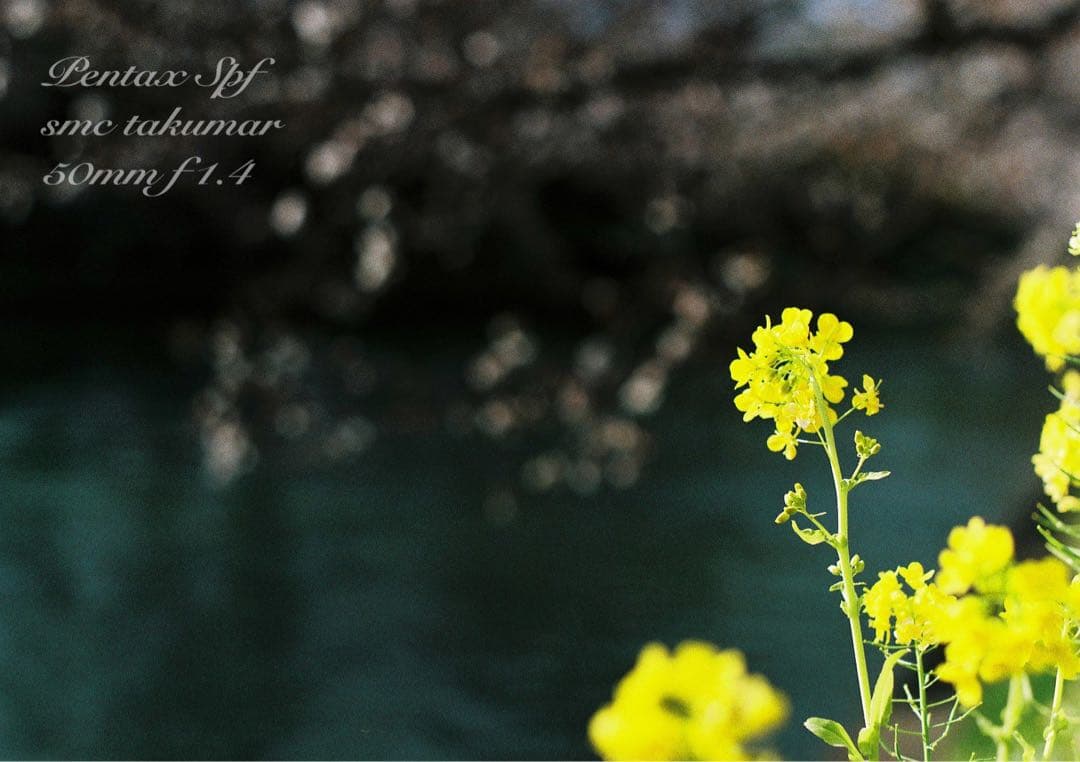 完動品＊美品＊pentax spf&名玉smc f1.4★作例多数！★初期保証