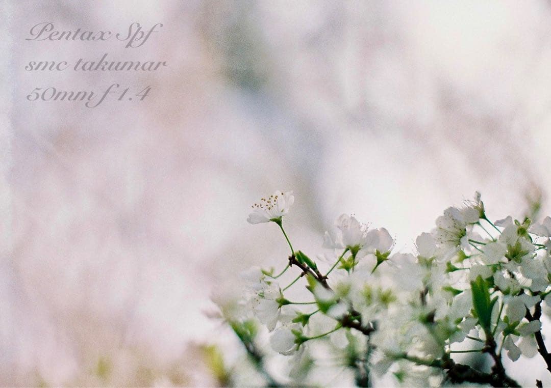 完動品＊美品＊pentax spf&名玉smc f1.4★作例多数！★初期保証