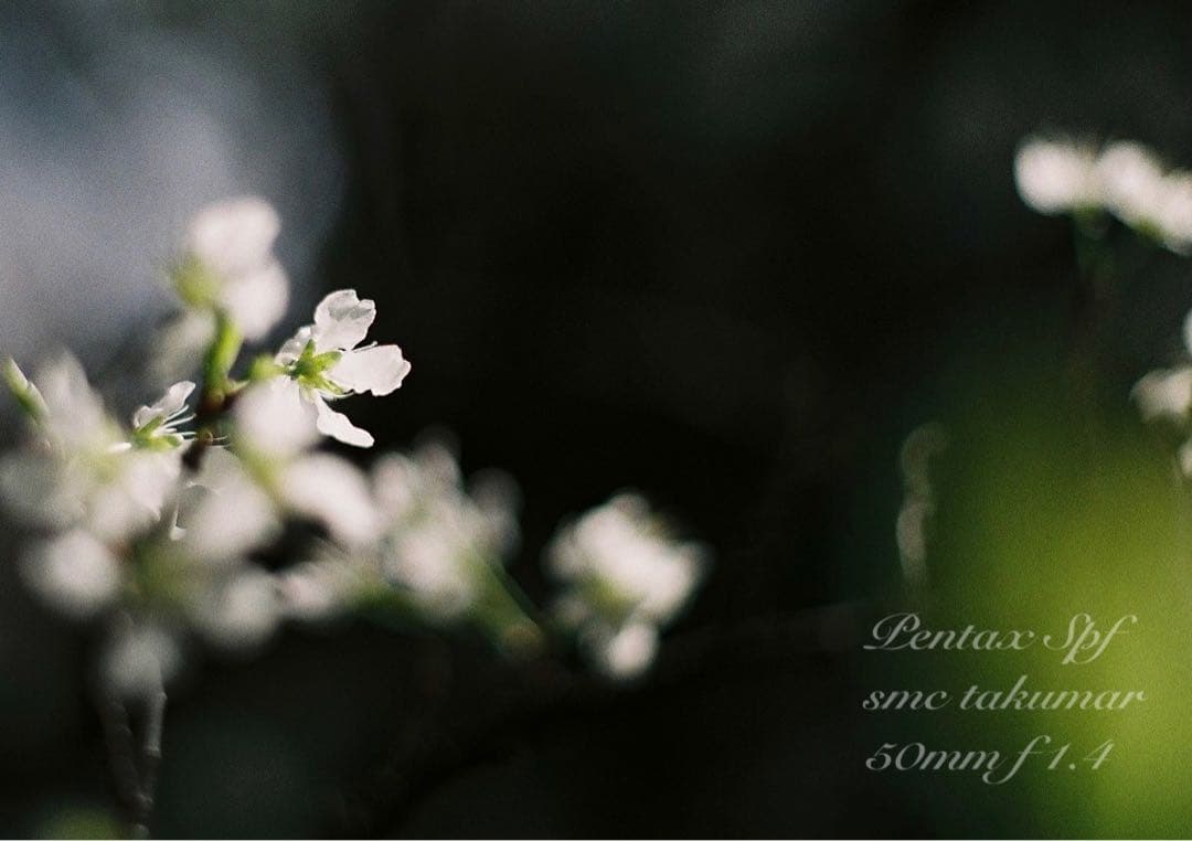 完動品＊美品＊pentax spf&名玉smc f1.4★作例多数！★初期保証