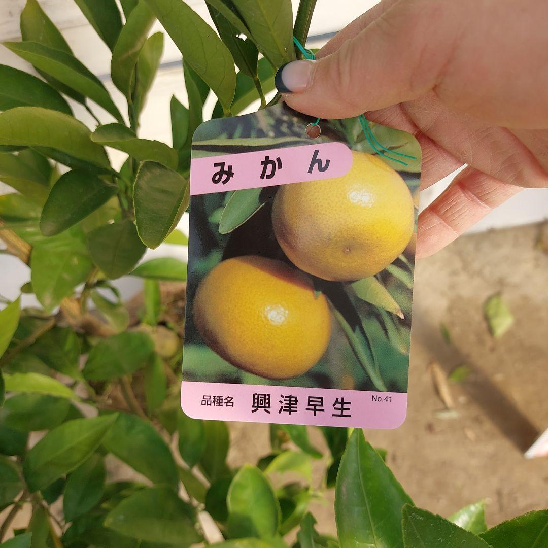 むっちゃんさま専用