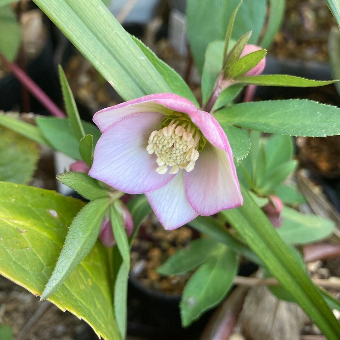 クリスマスローズ　極小輪多花ピンク　株分け前提