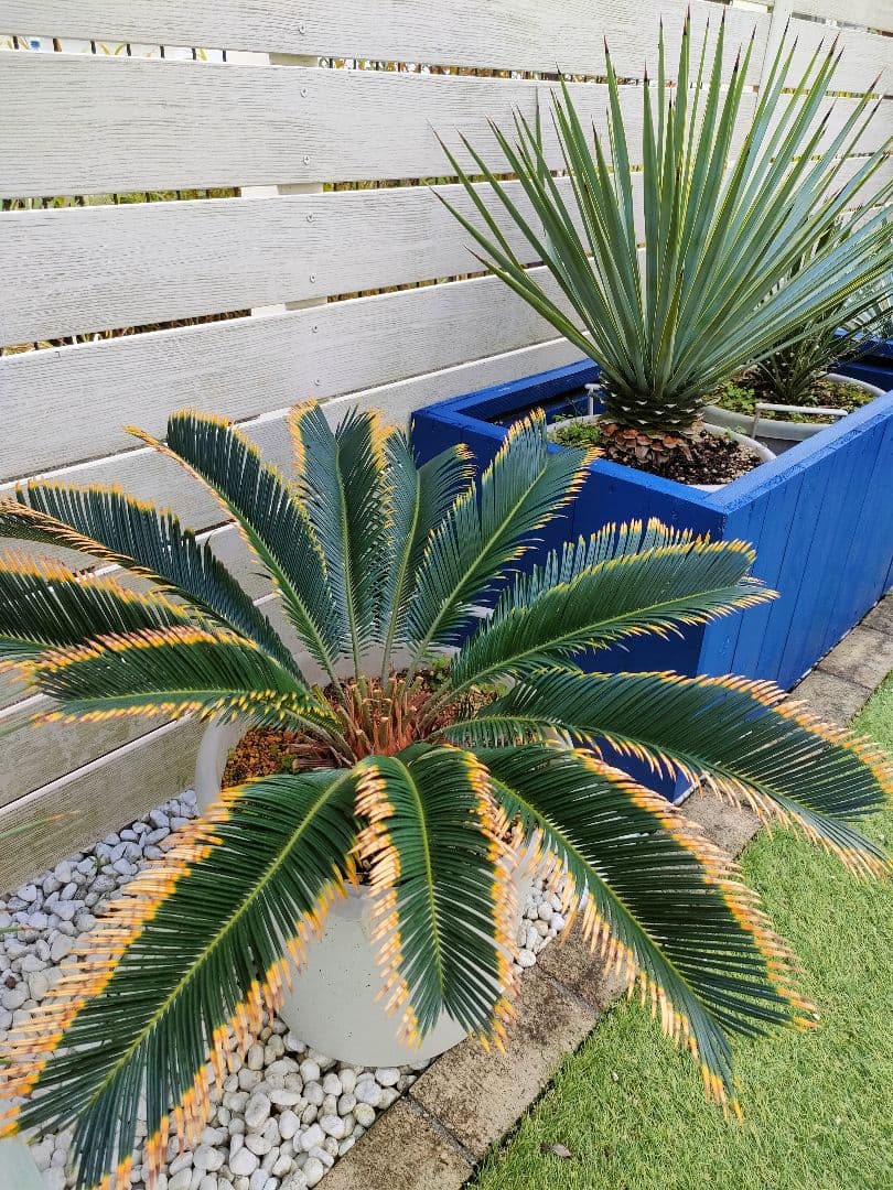 【手渡限定】黄金ソテツ