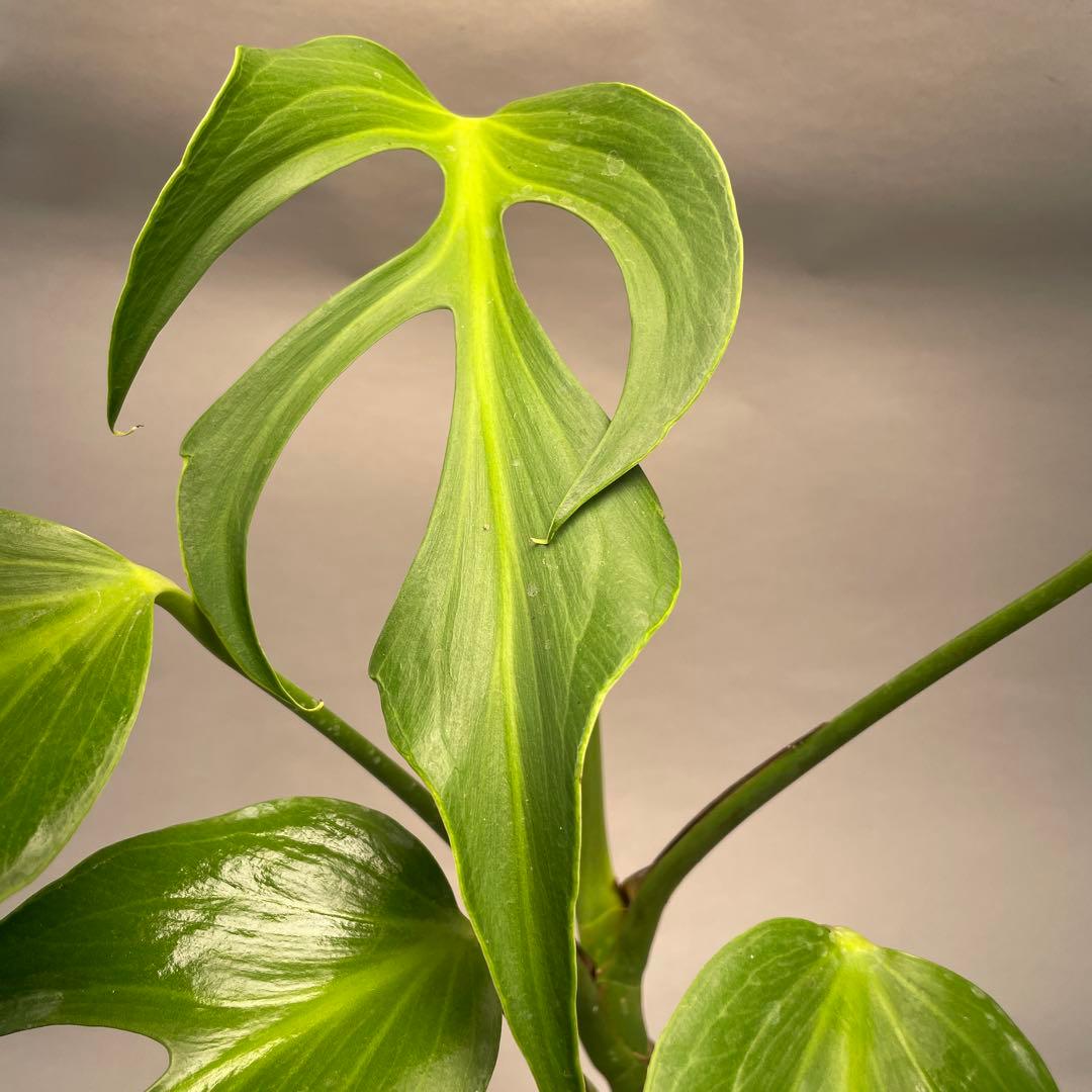 よ*ー様 L013モンステラ バールマルクスフレーム