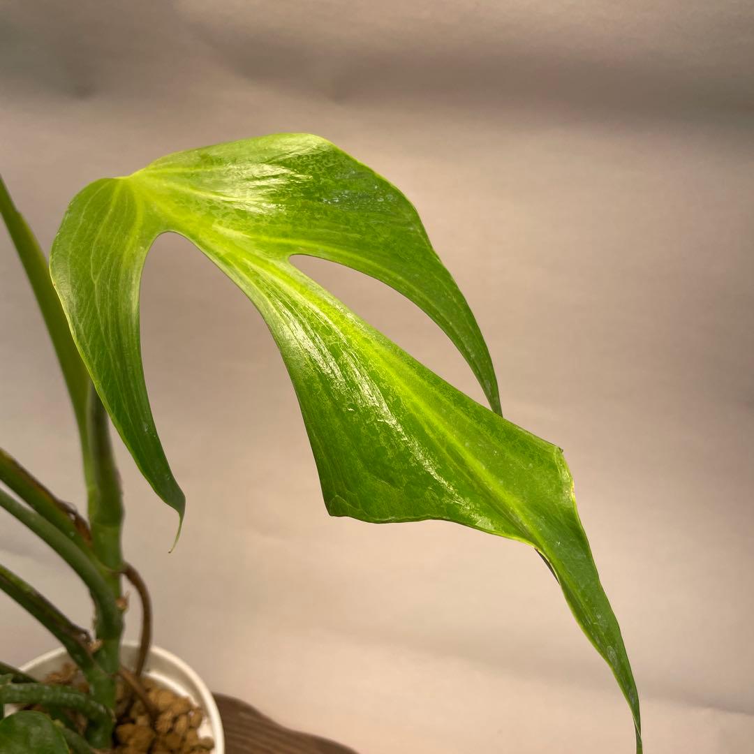 よ*ー様 L013モンステラ バールマルクスフレーム