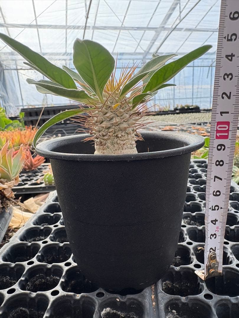 パキポディウム　ナマクアナム　光堂　国内実生　3.5寸