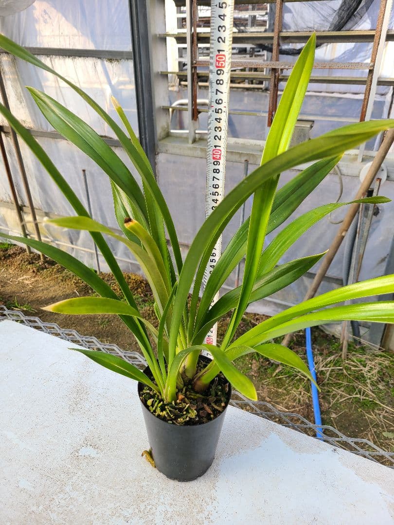あにぃ