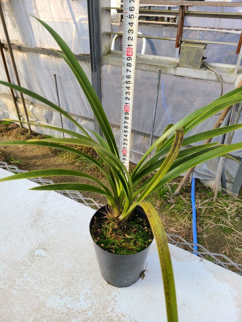 あにぃ