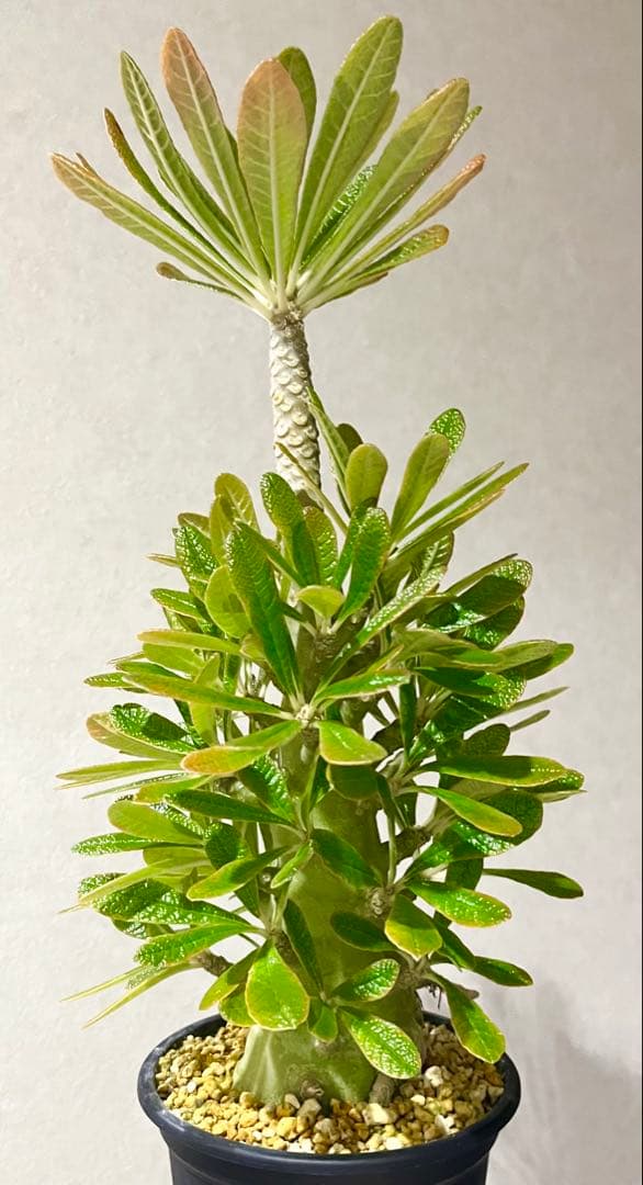 ちゃちゃ丸【レア/塊根植物】ドルステニア ギガス 鉢植え A-6