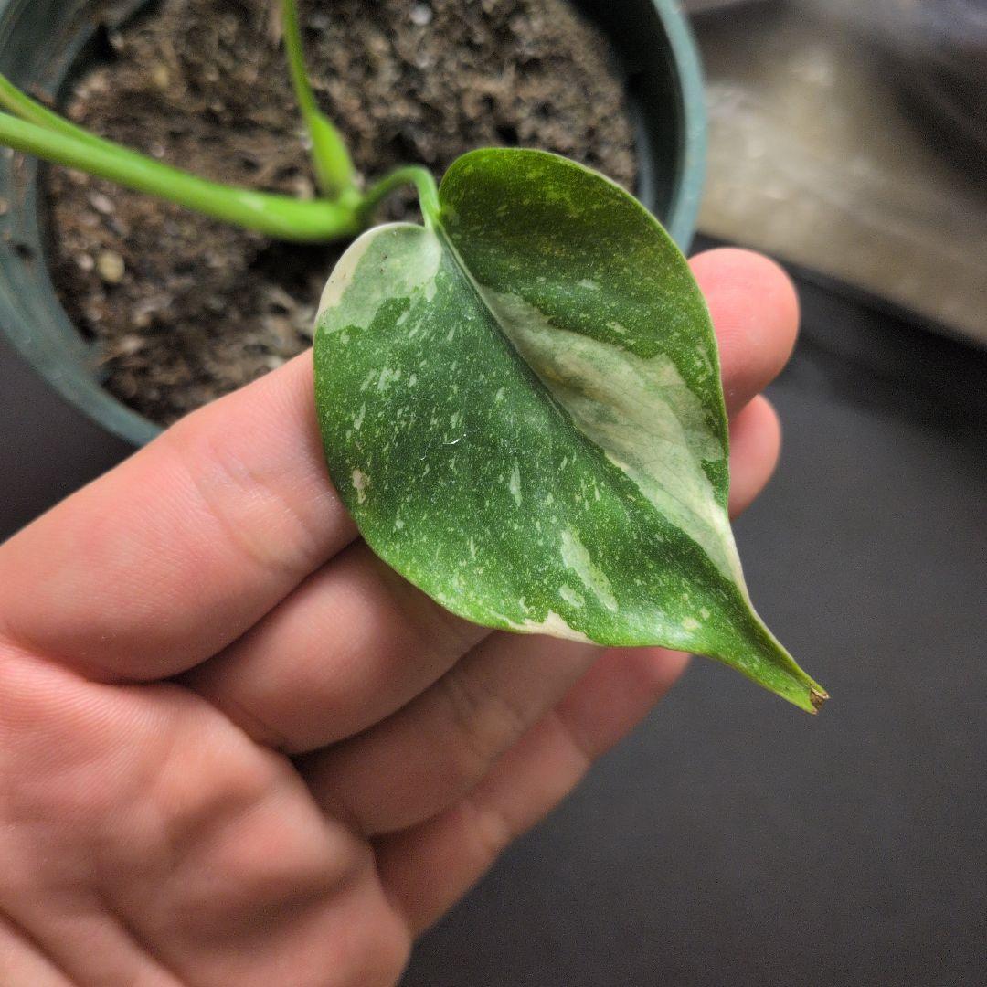 モンステラ デリシオーサ グリーンオングリーン斑 安定株 値下げ可能