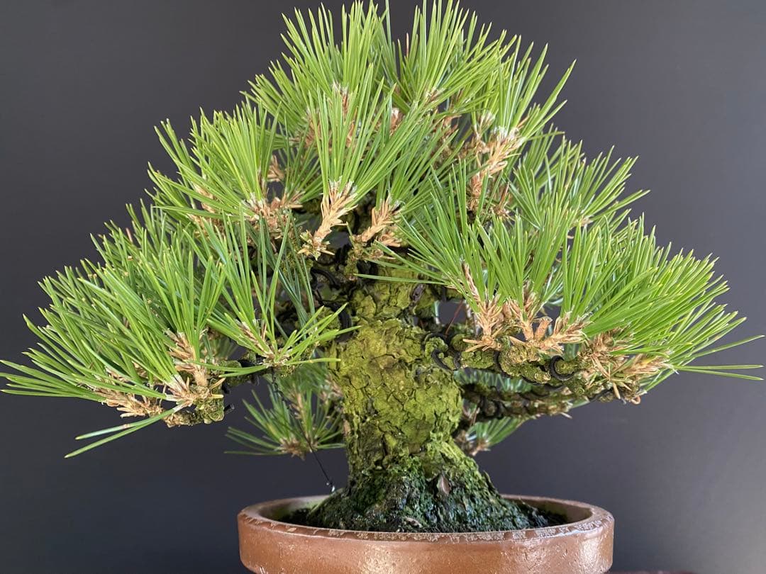 白木盆栽園　小品盆栽　黒松　樹高21センチ　黒松赤松五葉松真柏雑木趣味観葉植物