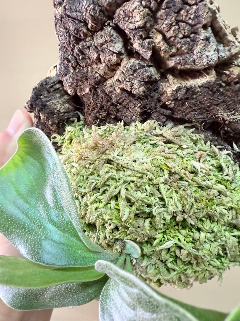 ふ*み様 P. hillii 'Dragon Scale' ②子株ビカクシダ超希