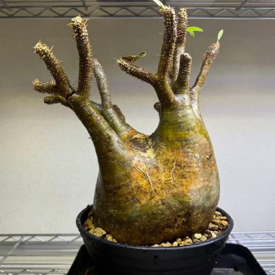 パキポディウム グラキリス LL 現地球 発根管理中