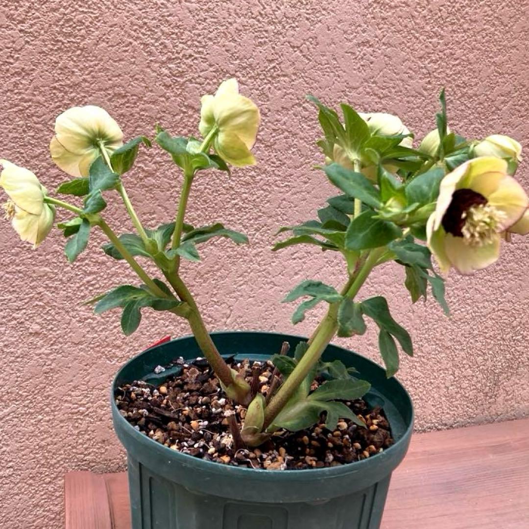 クリスマスローズ開花株 可愛いモーリー毱姫