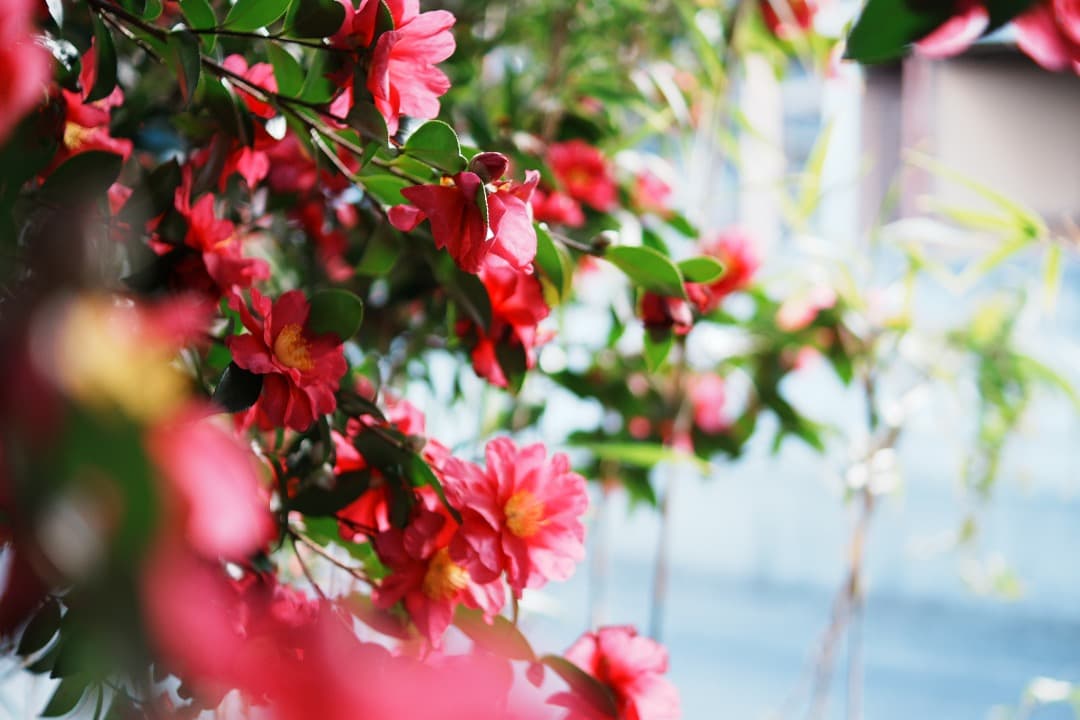 【寄れる】SONY DT 35mm F1.8 SAM SAL35F18 929