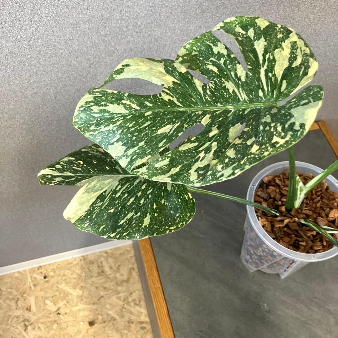 超絶希少❗️モンステラ　デリシオーサ　ホワイトスノー✨