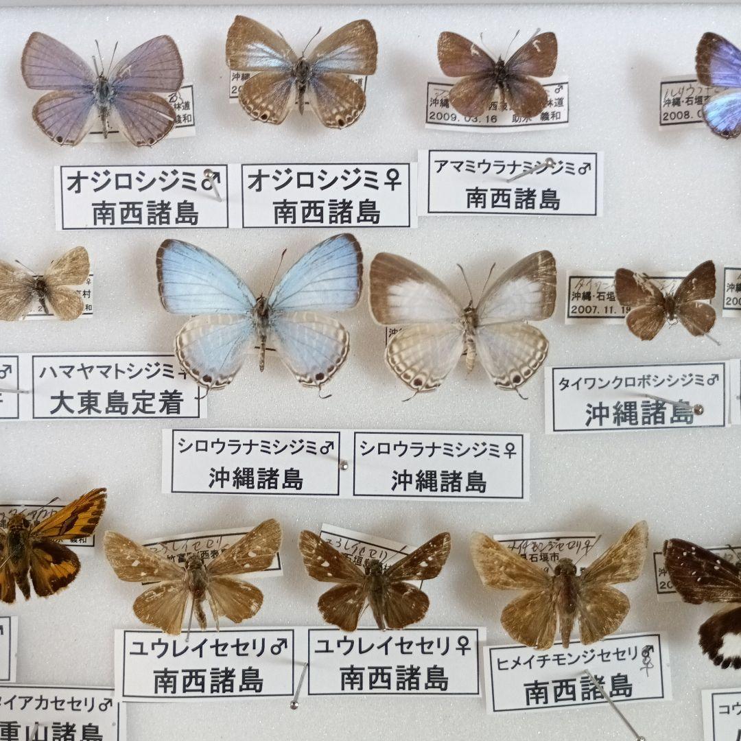 南西諸島の特産蝶47種＝希少フタオチョウ♂♀完品・コノハチョウを含む