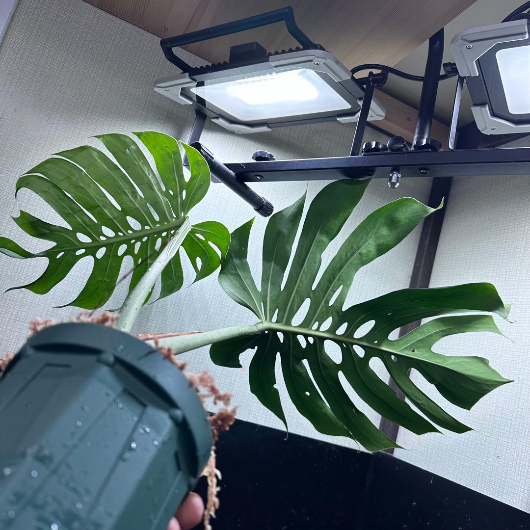 モンステラデリシオーサマクロコズム超希少系統鉢植え72㎝