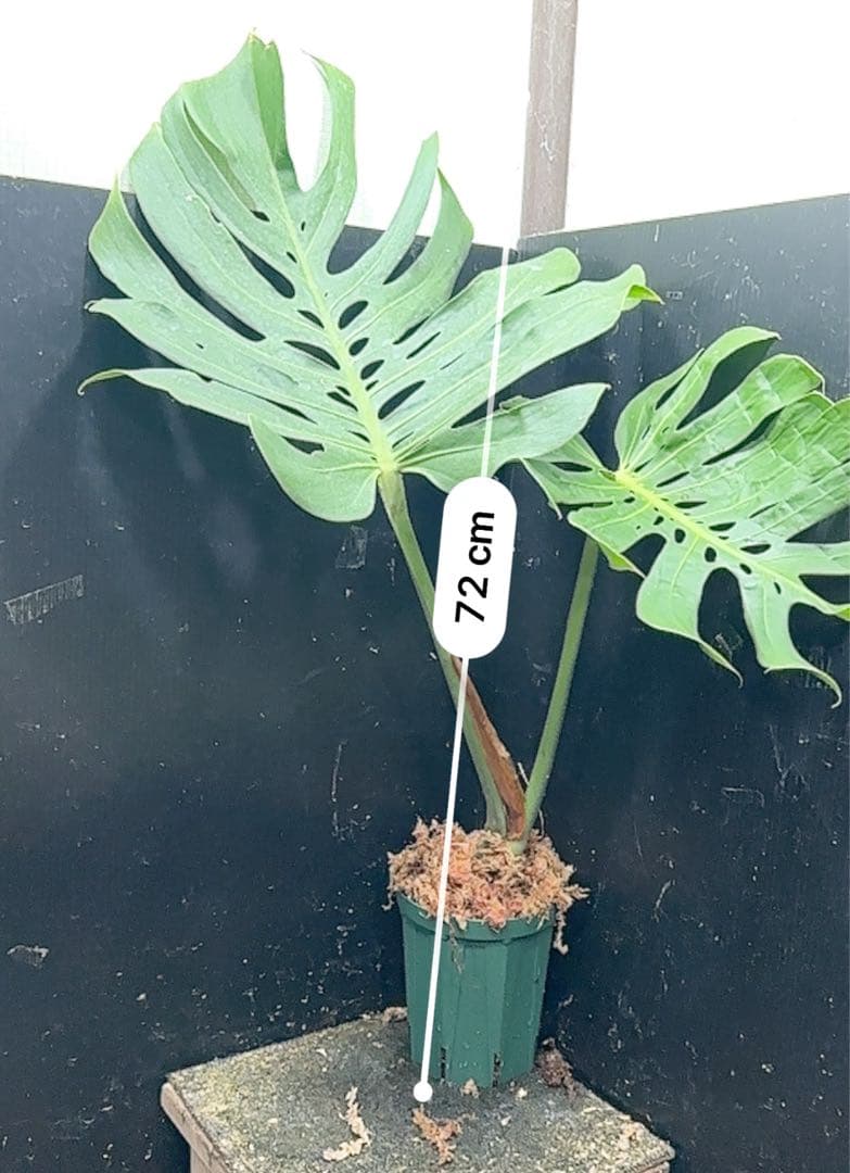 モンステラデリシオーサマクロコズム超希少系統鉢植え72㎝