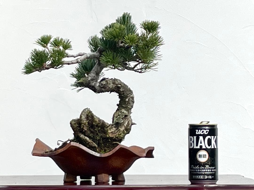 三河盆栽　五葉松　明星　盆栽　人気品種　古木