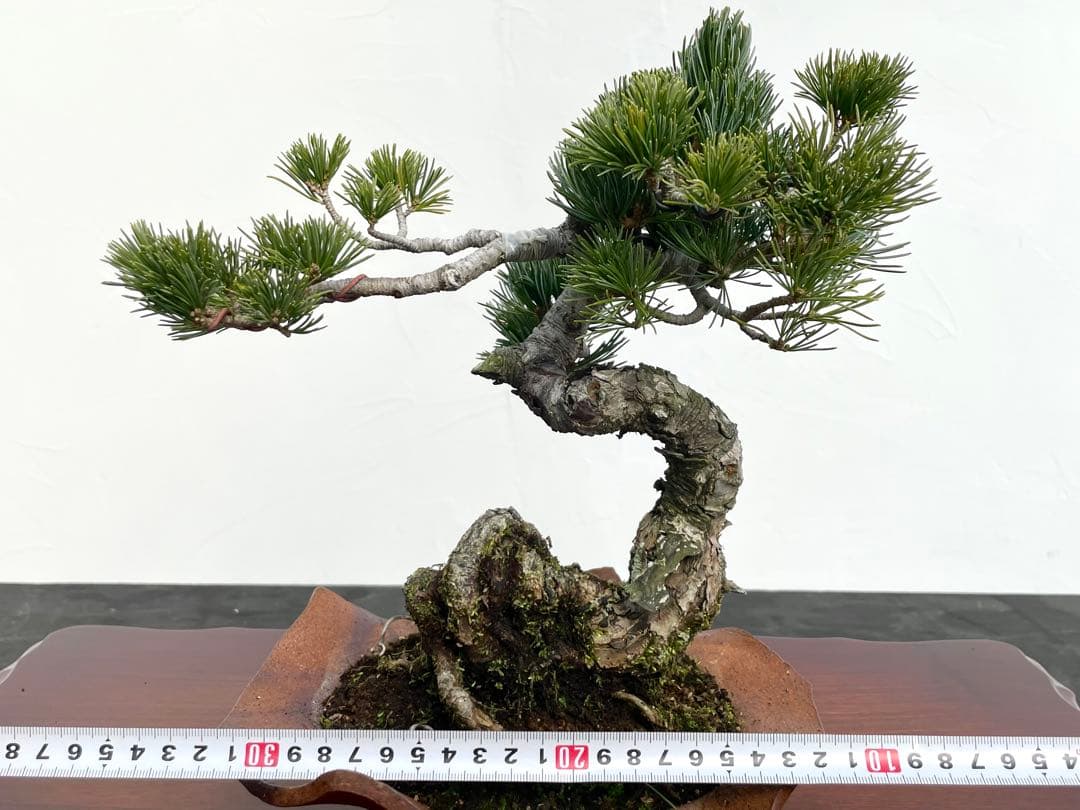 三河盆栽　五葉松　明星　盆栽　人気品種　古木