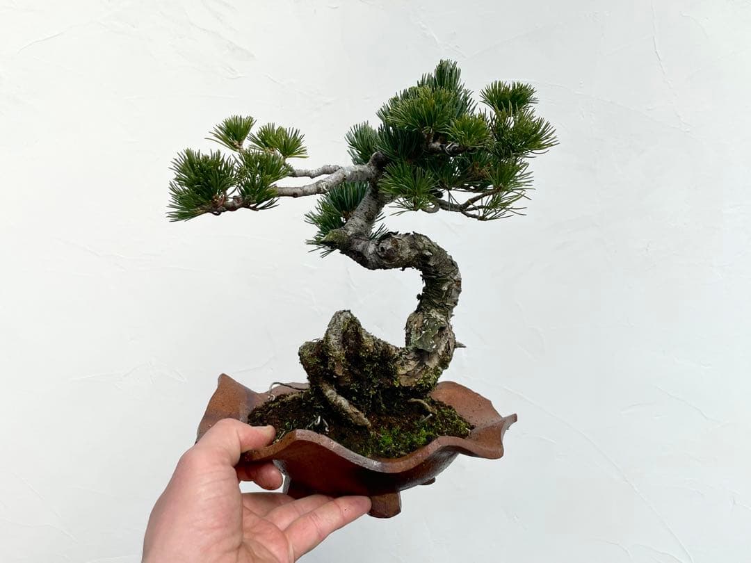 三河盆栽　五葉松　明星　盆栽　人気品種　古木