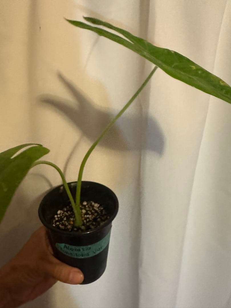 Alocasia longiloba variegated ロンギロバ斑入り