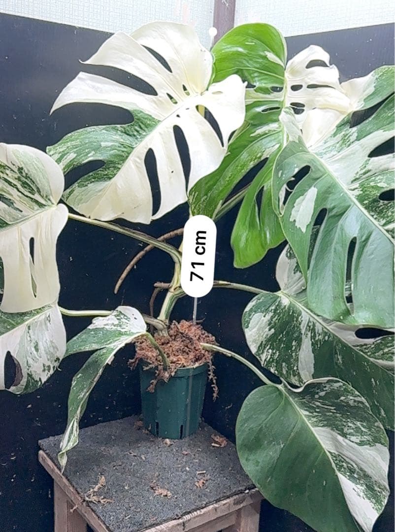 お*め様 斑入りモンステラ ホワイトタイガー極美大株71cm白斑多
