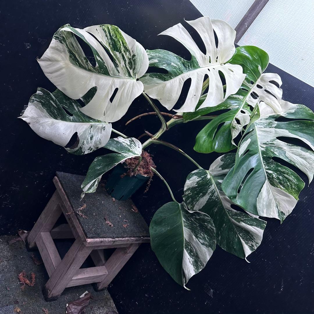 お*め様 斑入りモンステラ ホワイトタイガー極美大株71cm白斑多