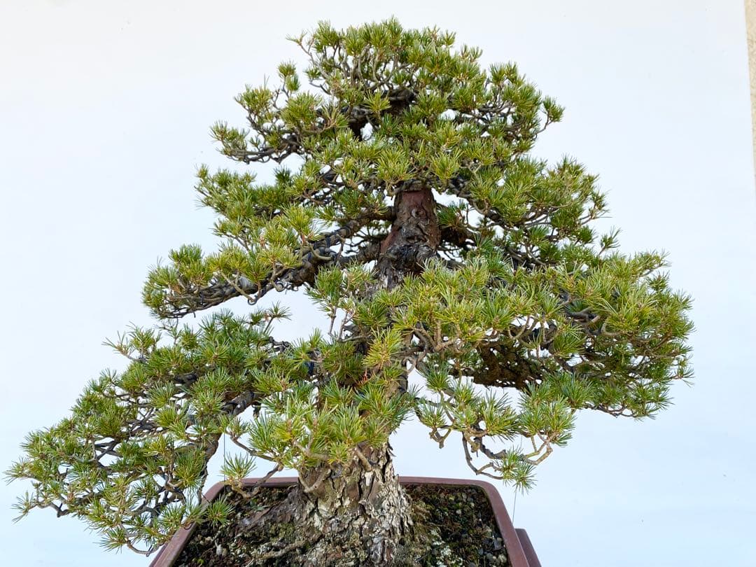 白木盆栽園　瑞祥　八房五葉松　樹高66センチ　盆栽黒松赤松五葉松真柏趣味観葉植物