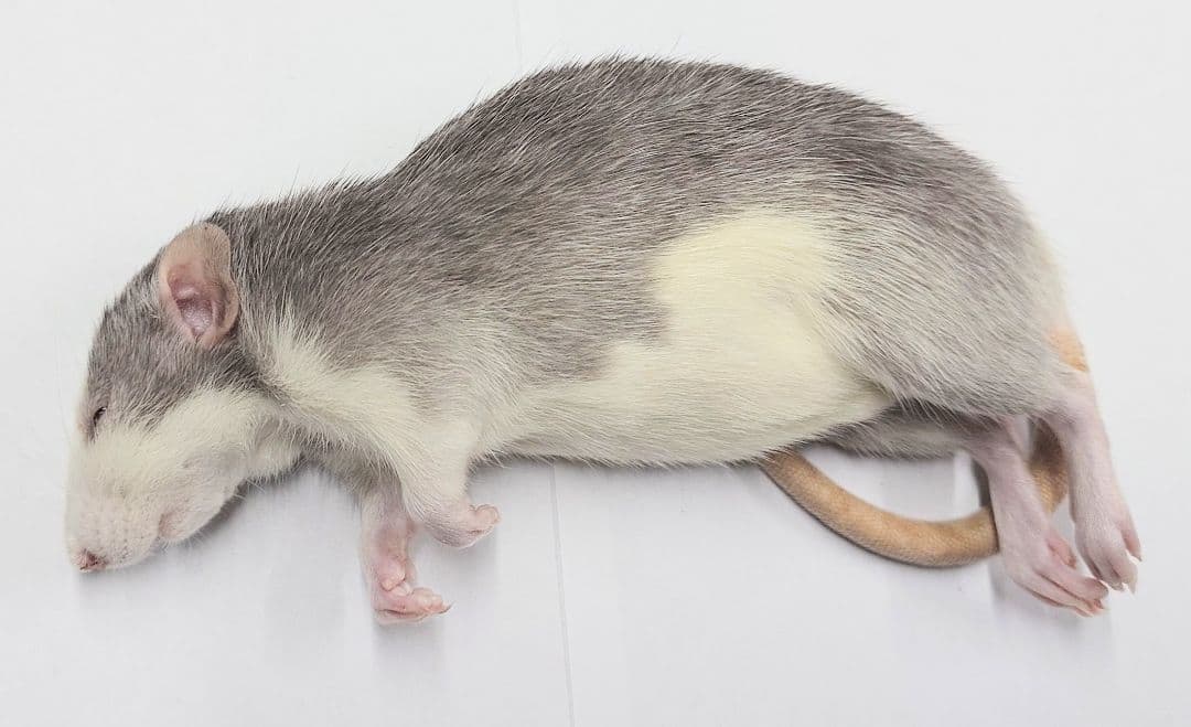 個包装 冷凍ラット 30匹セット 85~100g